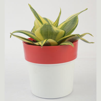Sansevieria Mint with Red White Pot