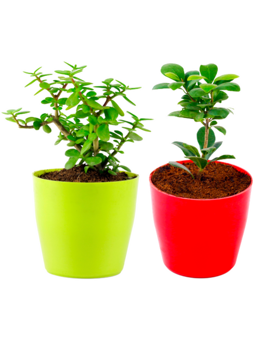 Combo of Ficus Compacta Plant in red Round Pot and Jade Plant in Green Round Pot
