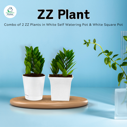 Combo set of 2 Air Purified Plant White Pot-Zamioculcas Zamiifolia Plant (ZZ Plant)
