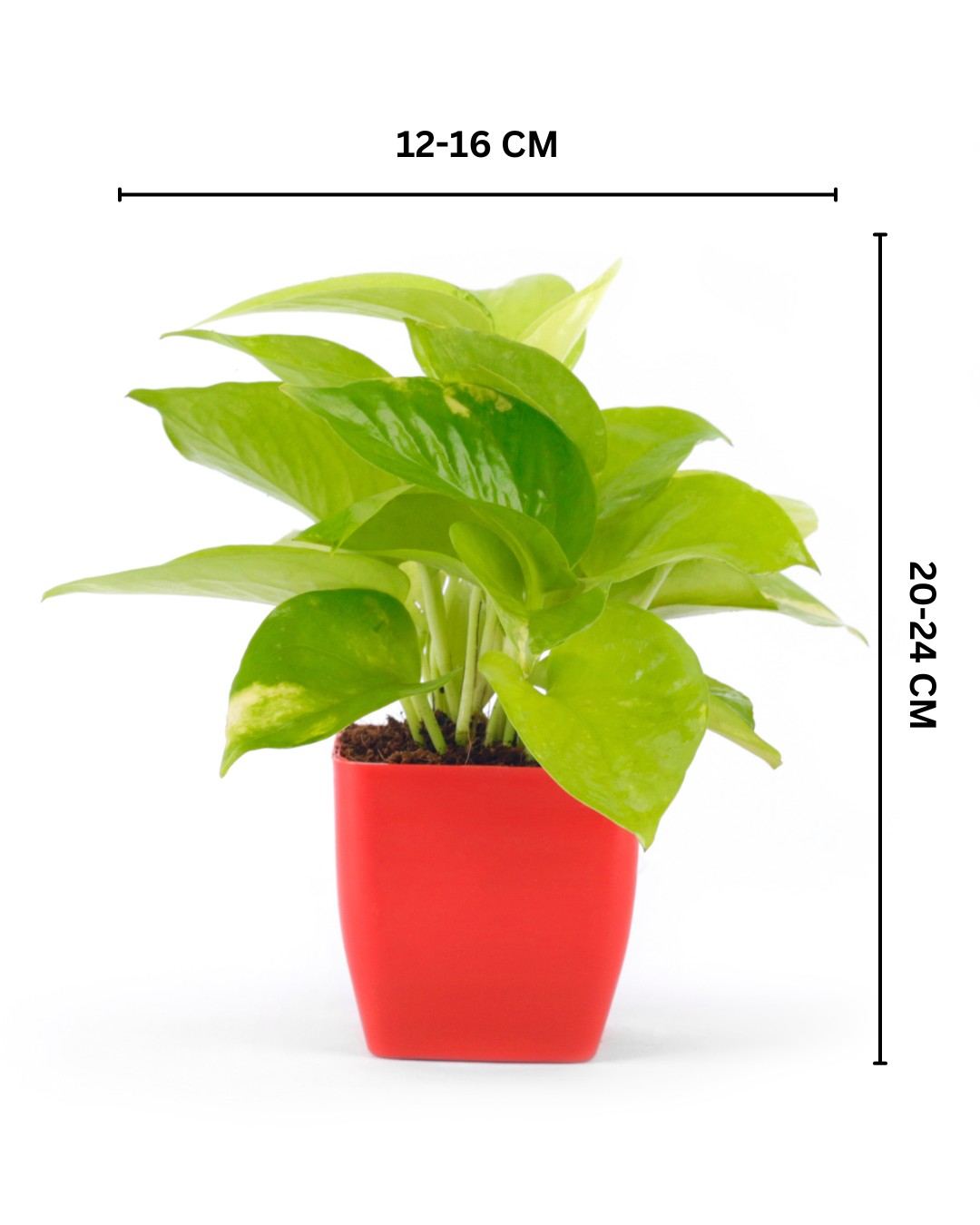 Golden Money Plant With Red Square Pot