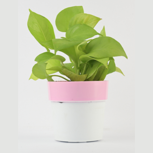 Air Purifying -Money Plant