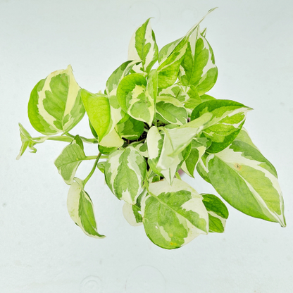 Pothos Money Plant with Metal Pot