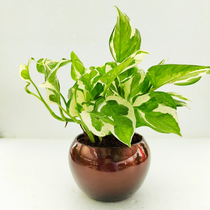 Pothos Money Plant with Metal Pot