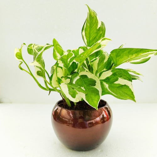 Pothos Money Plant with Metal Pot