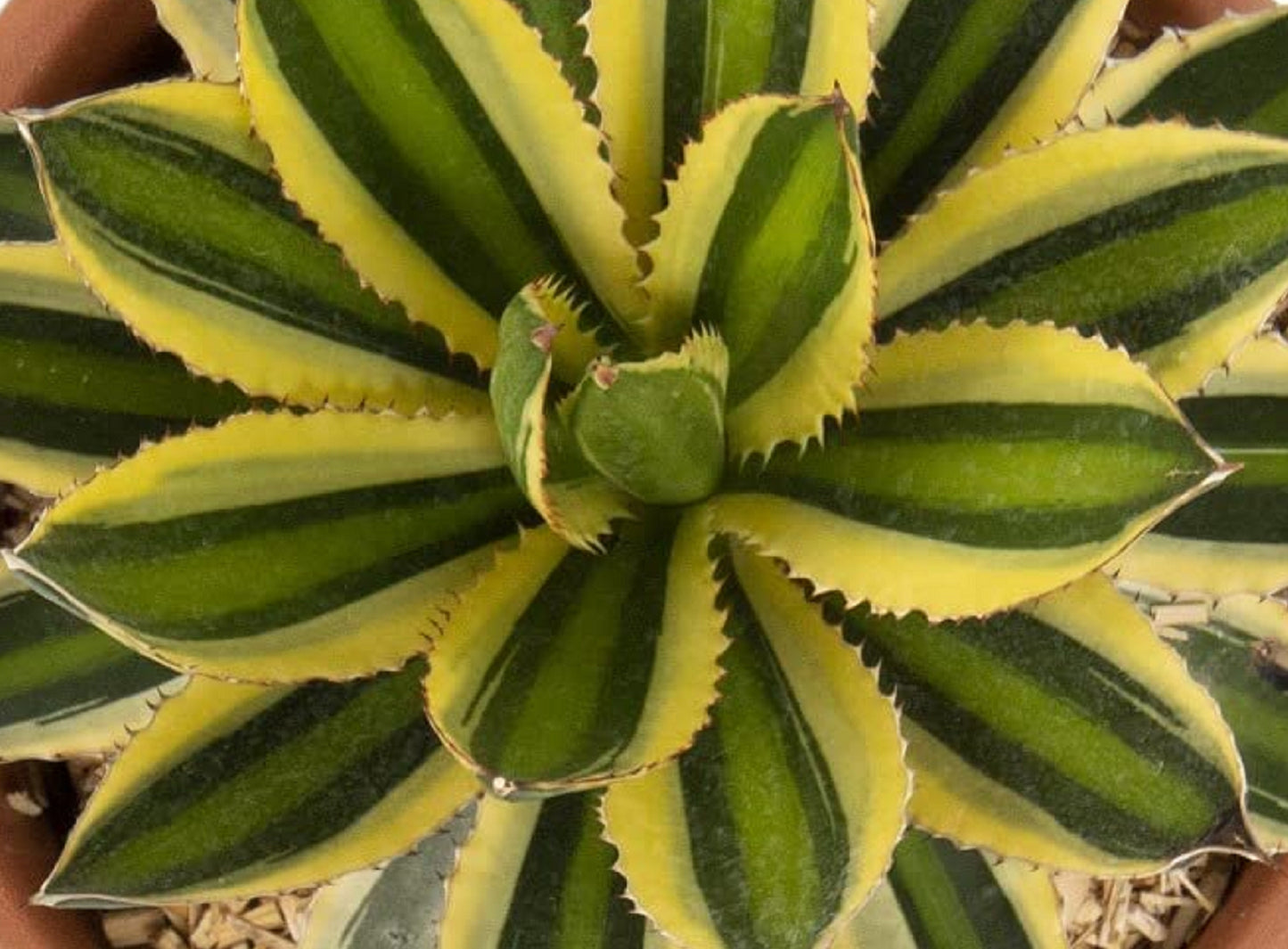 Lophantha Agave live Plant