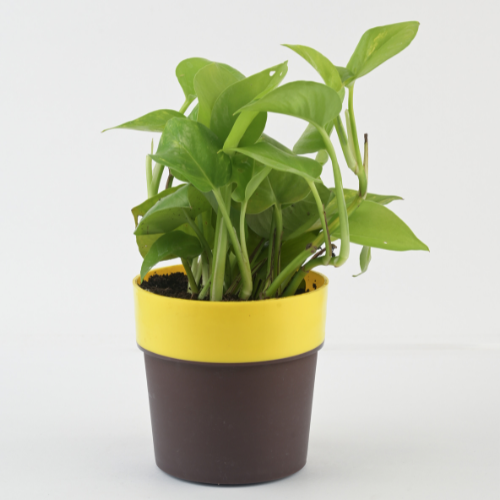 Air Purifying -Money Plant