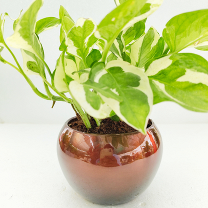 Pothos Money Plant with Metal Pot