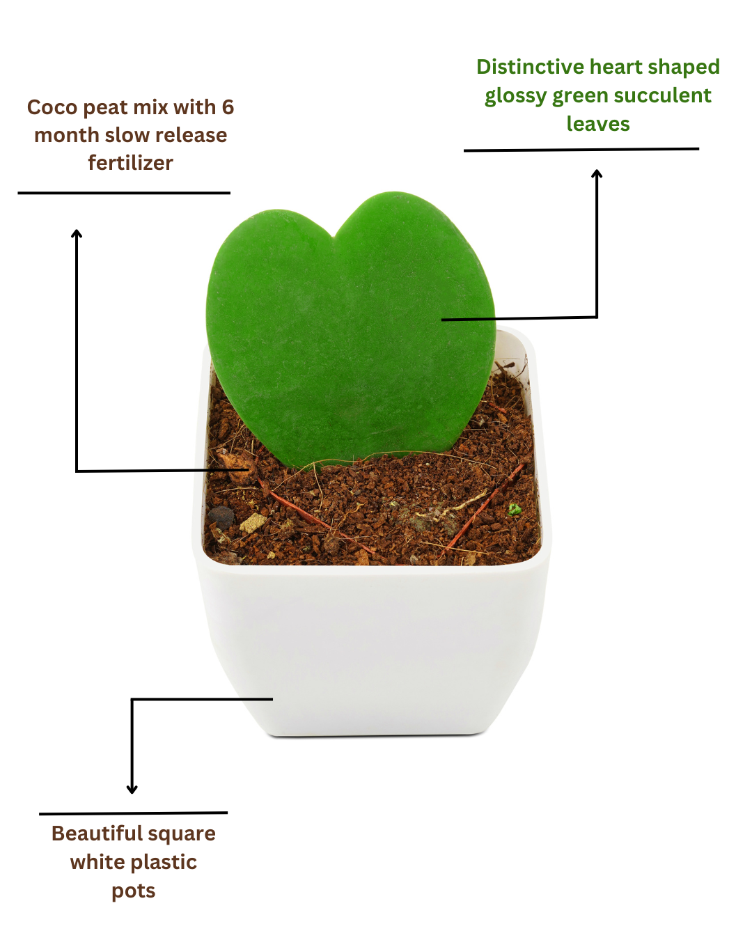 Good Luck Plants Combo-2 Layers Lucky Bamboo -Square Pot & Hoya Heart-White Square Pot