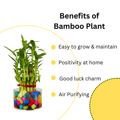 Good Luck - 2 Layer Bamboo Plant & Pothos Money Plant