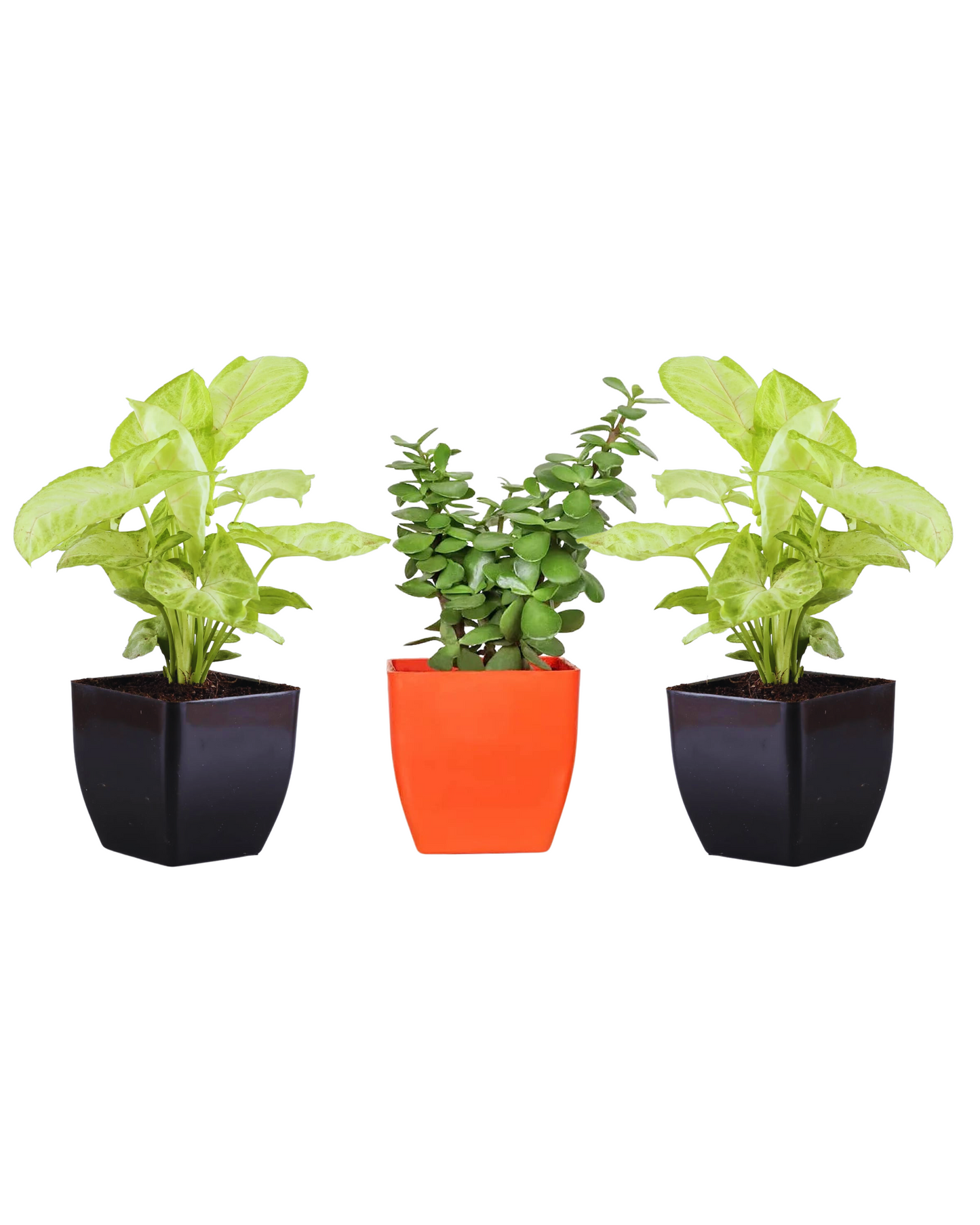 Combo set of 3 -Household Plant (Syngonium Plant & Jade Plant)