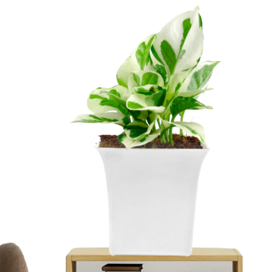 Combo set of Air Purifying Plants -Money Plant Pothos & Hoya Heart