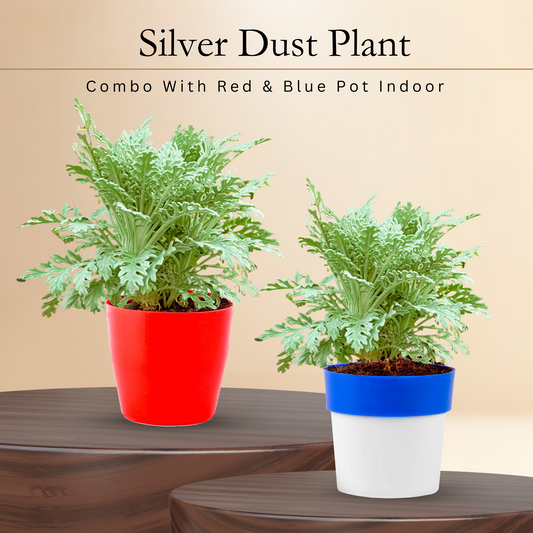 Sliver Dust Plant - Pair of 2 Plant