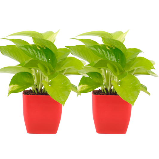 Combo of 2 Good luck Money Plant with Red Sqaure Pot