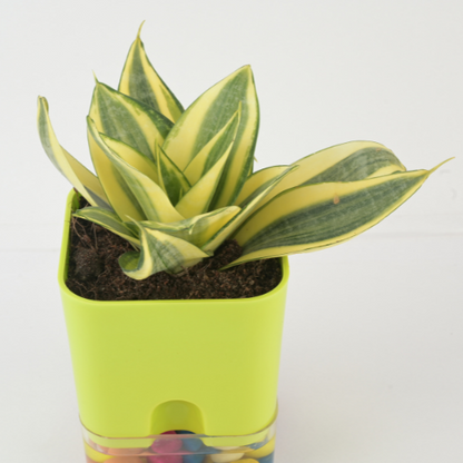 Sansevieria Mint | Snake plant with Self Watering Pot