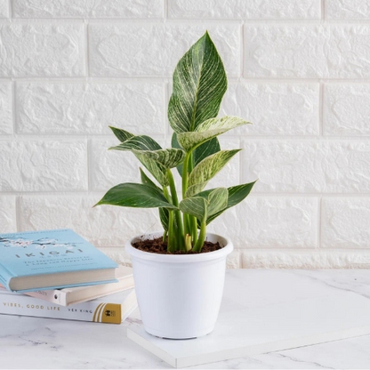 Trendy Air-purified Plants Set -(Chamaedorea Palm & Philodendron Birkin) with Basic White Pot