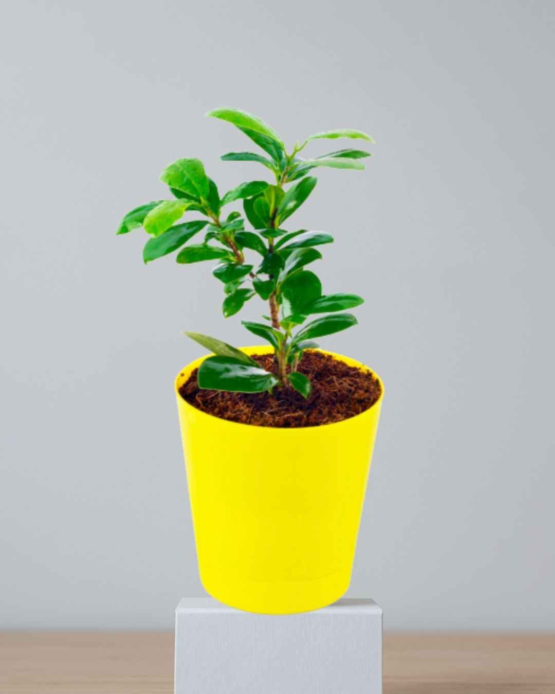 Air Purifying Plants Combo (Ficus Plant & Pothos Money Plant )