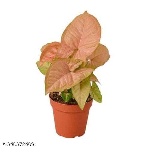 Phulwa Live Combo Of Good Luck Live Syngonium Pink Plant and Jade Plant in Brown Jar Plastic Pot for Living Room Home & Office Decor Live Plant