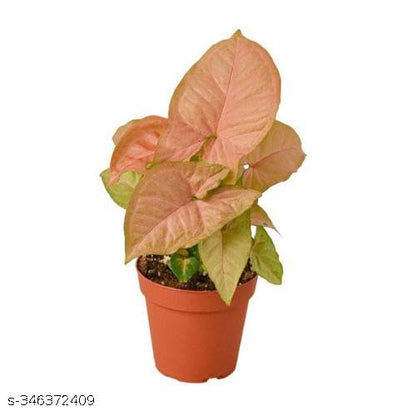 Phulwa Live Combo Of Good Luck Live Syngonium Pink Plant and Jade Plant in Brown Jar Plastic Pot for Living Room Home & Office Decor Live Plant