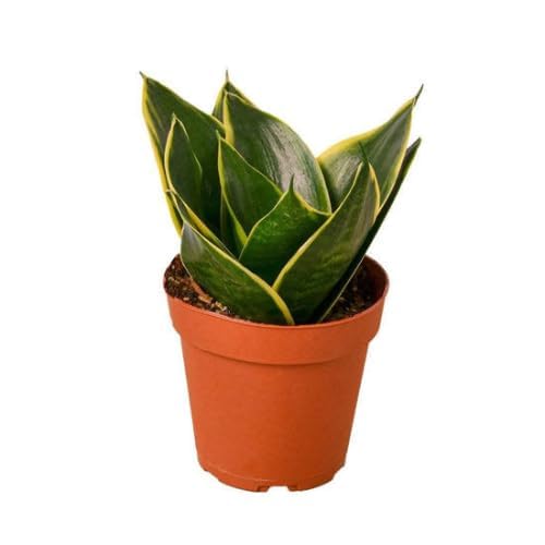 Combo for 4-Sansevieria Dwarf