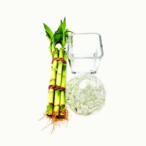 Happiness In House combo Of 2 Plants | Lucky Bamboo 6 Stalk Arrangement Plant with Golden Money plant