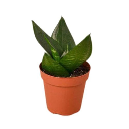 Combo for 4-Sansevieria Dwarf