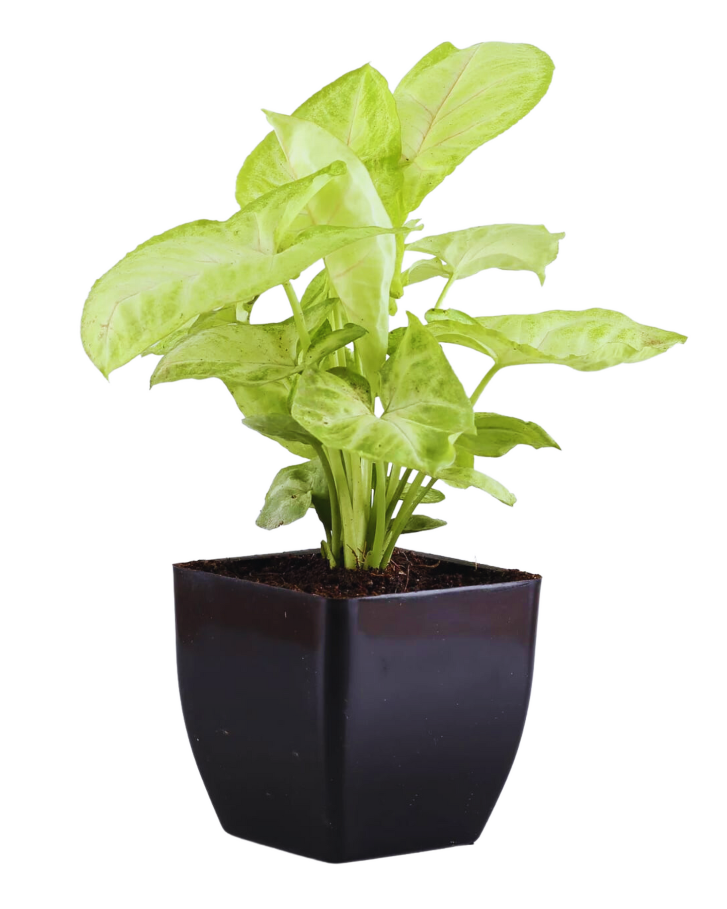 Combo set of 3 -Household Plant (Syngonium Plant & Jade Plant)