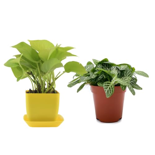 Fittonia Live Plant With Golden Money Plant