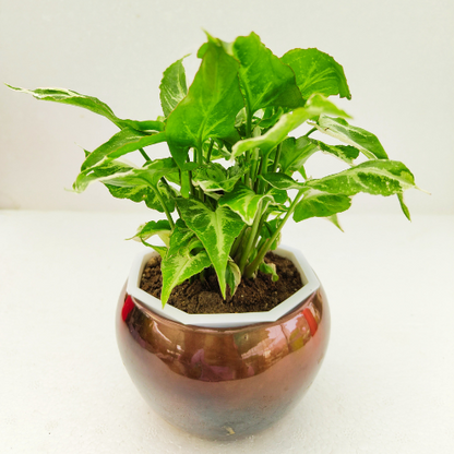 Syngonium Green Plant With Metal Pot