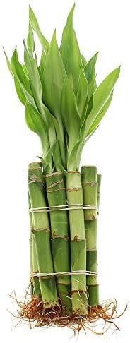 Lucky Bamboo Plant – Feng Shui Good Luck & Positive Energy