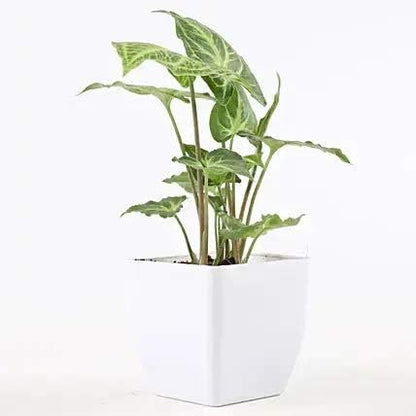 Phulwa Combo of 3 Air Purifying Plants Jade Plant Snake Plant Syngonium Plant in White Red & Black Pot