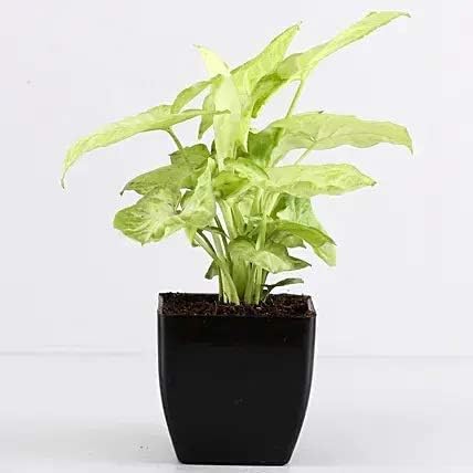 Phulwa Combo of 3 Air Purifying Plants Jade Plant Snake Plant Syngonium Plant in White Red & Black Pot