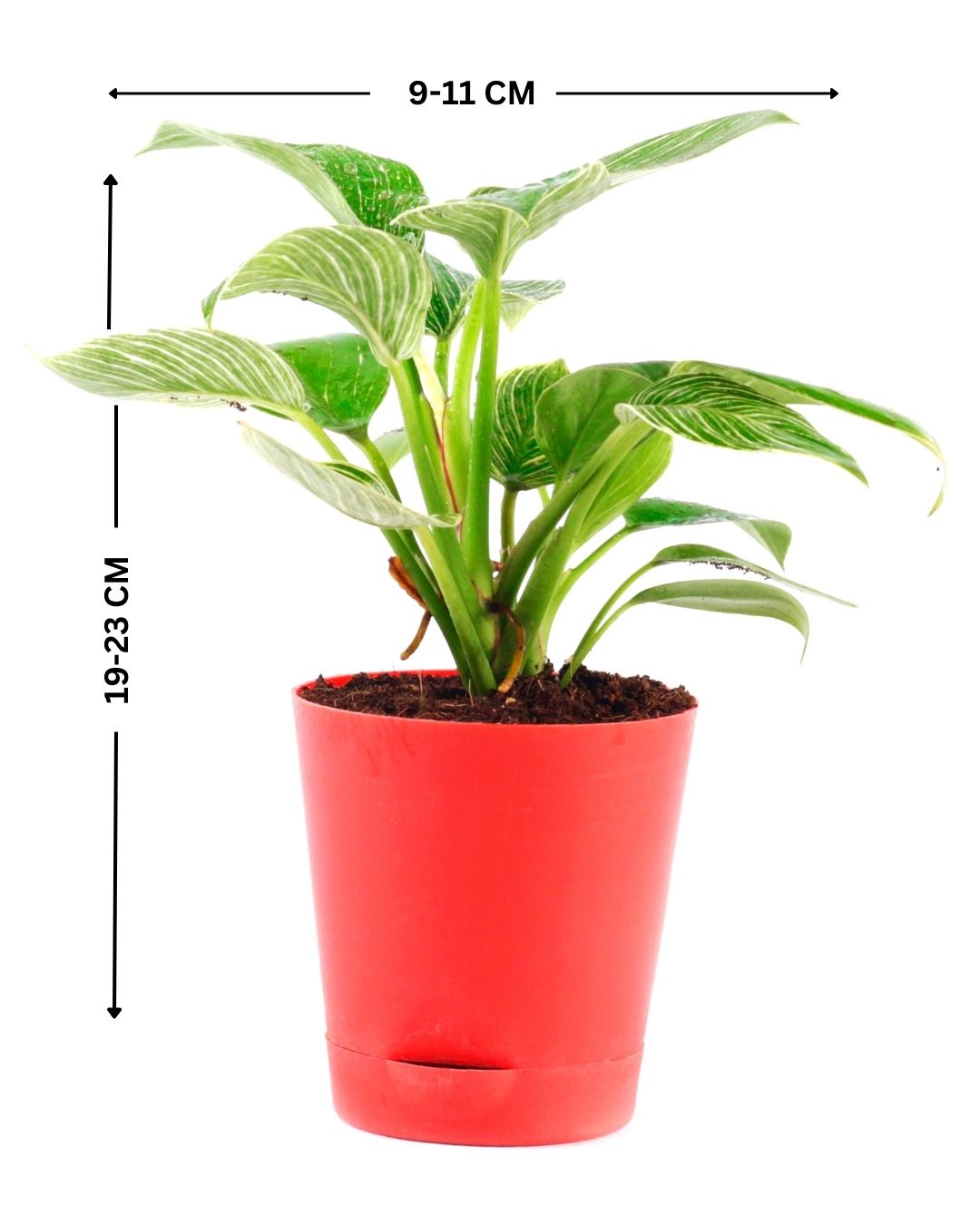 Philodendron Birkin Natural Live Indoor Plant with Red Pot