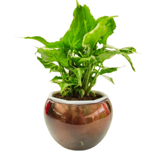 Syngonium Green Plant With Metal Pot