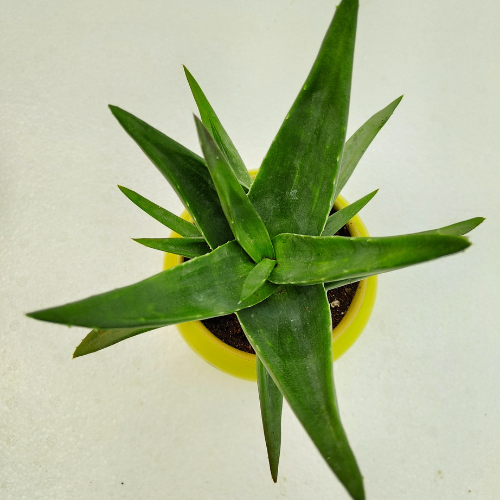 Aloe Vera Plant with Happy Metal Pot