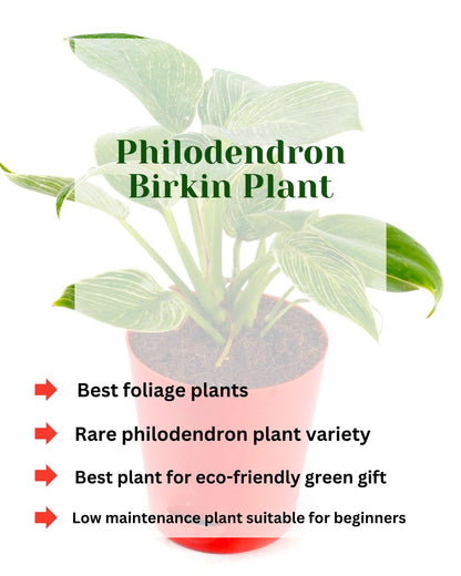 Philodendron Birkin Natural Live Indoor Plant with Red Pot