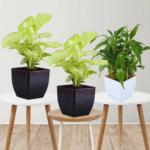 Combo set of 3 - Good Luck Plant (Syngonium & 2 Layers Lucky Bamboo)