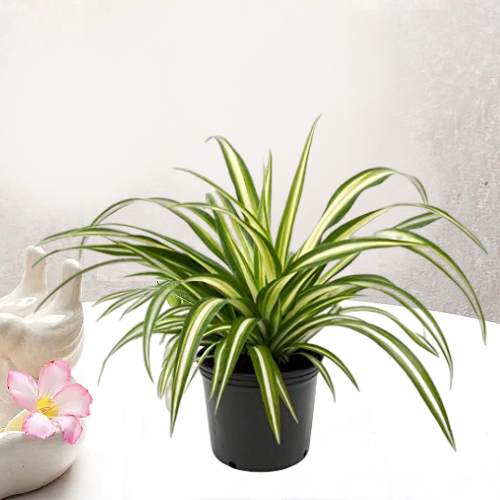 Spider Plant