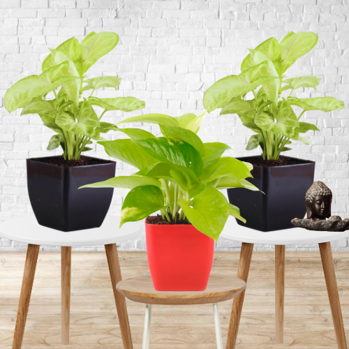 Combo set of 3 - Good Luck Plant (Syngonium White & Green Money Plant)