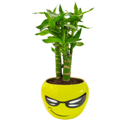 Lotus Bamboo Plant With Metal Pot