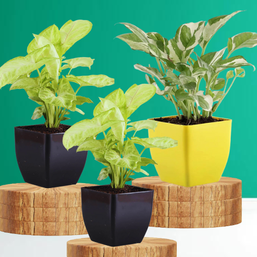 Combo Set of 3 Good Luck Plant (Syngonium, Pothos and  Money Plant)