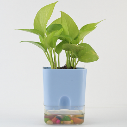 Money Plant Green with Self-Watering Planter