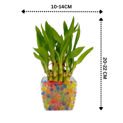 Two Layer Lucky Bamboo Plant with Sqaure Clear Plastic Pot