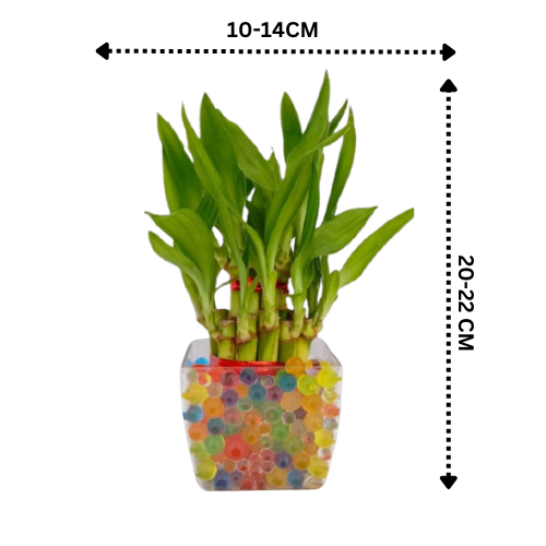 Combo Plant -Golden Money plant & Two Layer Lucky bamboo