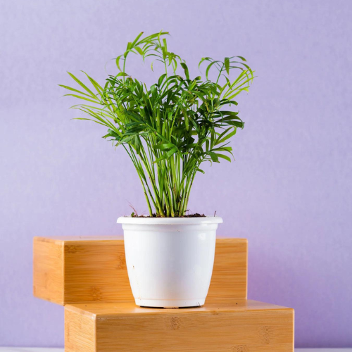 Trendy Air-purified Plants Set -(Chamaedorea Palm & Philodendron Birkin) with Basic White Pot