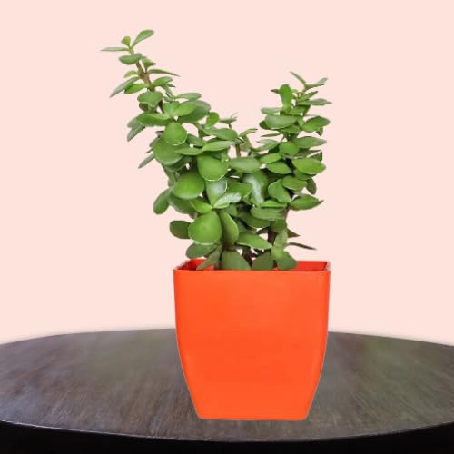 Phulwa Live Combo Of Good Luck Live Syngonium Pink Plant and Jade Plant in Brown Jar Plastic Pot for Living Room Home & Office Decor Live Plant