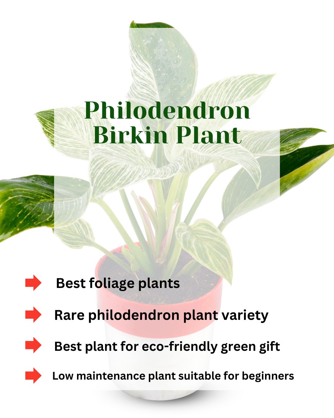 Philodendron Birkin Natural Plant with Red and White Pot