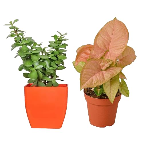 Phulwa Live Combo Of Good Luck Live Syngonium Pink Plant and Jade Plant in Brown Jar Plastic Pot for Living Room Home & Office Decor Live Plant