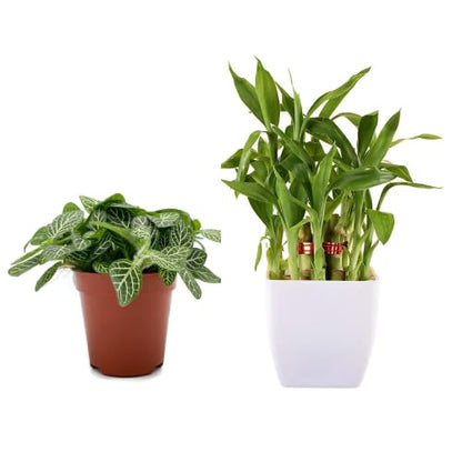 Combo of Fittonia Plant & Bamboo Plant
