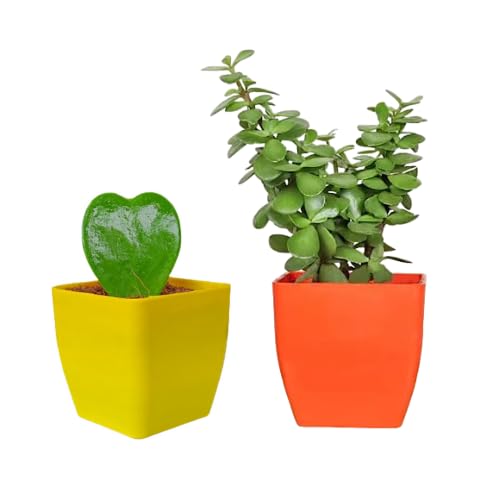 Happiness In House Live Indoor Jade Plant With Square Pot | Hoya Heart Plant With Pot Indoor Live Plants for Air Purification… (Hoya Yellow Pot & Jade Plant)
