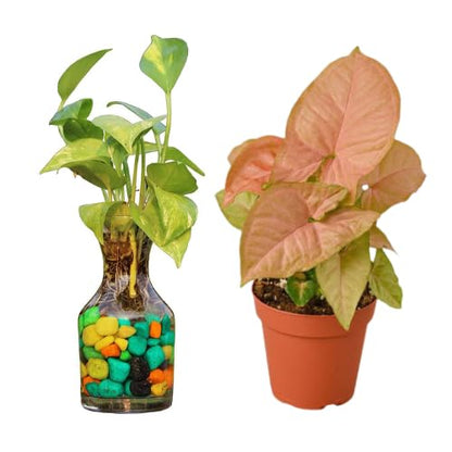 Money Plant and Pink Syngonium Plant